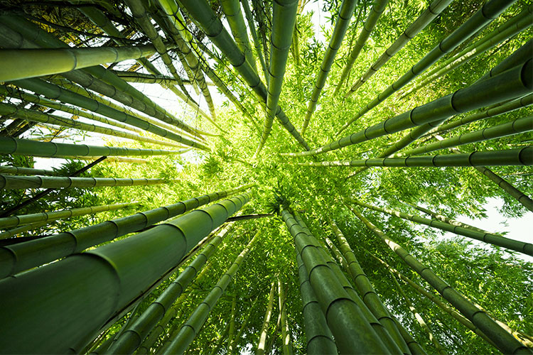 Bamboo, a sustainable and ecological plant